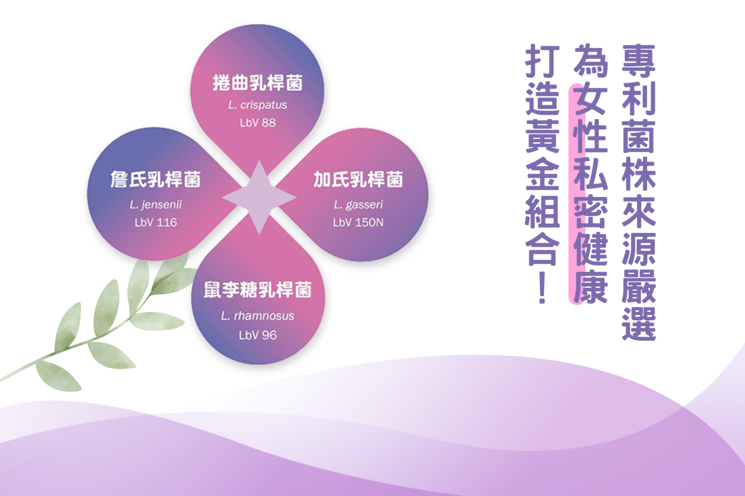 蕊妥 莓優蒂愛 CHR HANSEN 陰道 泌尿道 優芮珂絲 樂伊妥足量36mg 原花青素 前花青素 PACA型 尿道 GR-1 RC-14 優芮珂絲 益生菌 蔓越莓 女性泌尿道 莓優蒂愛 搔癢 感染 不舒服 反覆發炎 抗生素 PAC